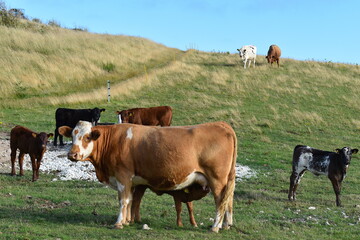 Diary cows grazing in South Downs national park near Eastbourne A coastline hike close to London Flag marks the start of the hiking trail just up the hill and it doesn't take long before views open up