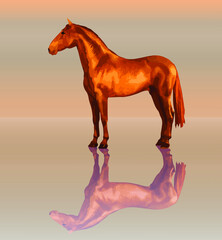 Fototapeta na wymiar a beautiful Spanish horse stands still, isolated vector realistic image on a white and colored background