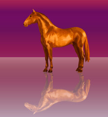 Fototapeta na wymiar beautiful Spanish horse standing still on the shore and its reflection, isolated realistic image on a colored background