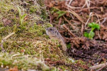 North American Brown Lemming (Lemmus trimucronatus) St. George Island, Alaska, USA
