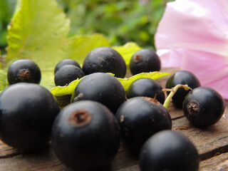 black currant in a composition with flowers and leaves.berry with vitamins.