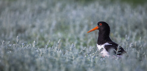Oystercatcher on the beach of the north sea