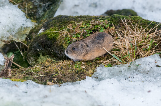 North American Brown Lemming (Lemmus trimucronatus) St. George Island, Alaska, USA