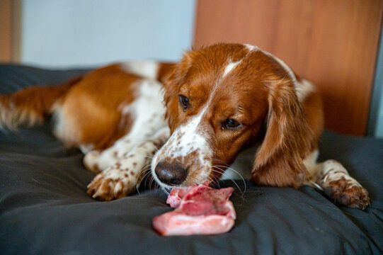 Cute welsh springer spaniel dog chewing raw barf bone.