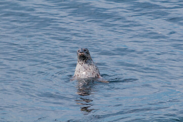 Common Seal (Phoca vitulina) at Chowiet Island, Semidi Islands, Alaska, USA