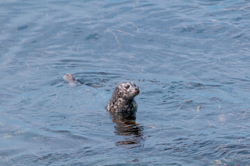 Fototapeta premium Common Seal (Phoca vitulina) at Chowiet Island, Semidi Islands, Alaska, USA
