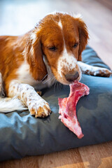 Cute welsh springer spaniel dog chewing raw barf bone.