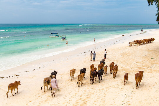 Tanzania Zanzibar
