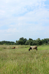 Cows Standing In Farm Pasture. Shot Of A Herd Of Cattle On A Dairy Farm. Nature, Farm, Animals Concept. Meadow and Cows