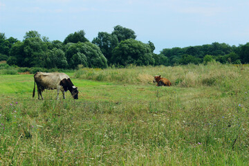 Cows Standing In Farm Pasture. Shot Of A Herd Of Cattle On A Dairy Farm. Nature, Farm, Animals Concept. Meadow and Cows