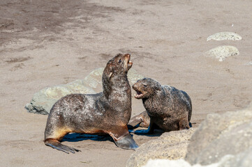 Northern Fur Seal (Callorhinus ursinus) at hauling-out in St. George Island, Pribilof Islands, Alaska, USA