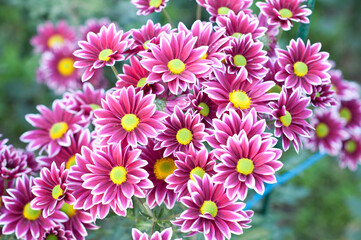 Fototapeta premium Pink purple white chrysanthemum. Сhrysanthemum flowers with yellow centers and white tips on their petals. Bush of Autumn Garden plants, growing flowers.