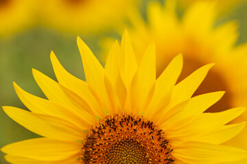 Obraz premium sunflower on a green background