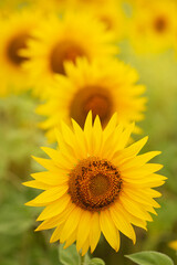 Fototapeta premium sunflower in the field