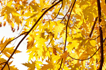 Autumn yellow shining maple leaves against sunlight. Autumn in Russia. Fall