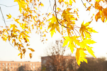 Autumn yellow maple leaves against sunlight. Multi-storey houses in the background. Autumn in Russia.