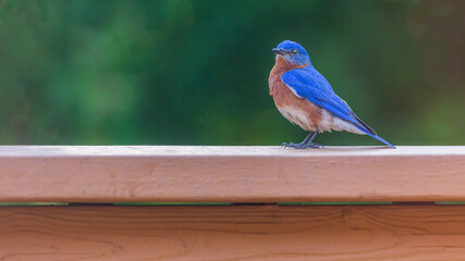 Springtime Companion