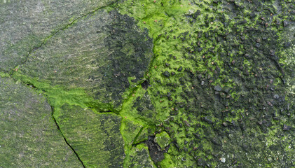 Moss green texture. Moss background. Green moss on grunge texture, background