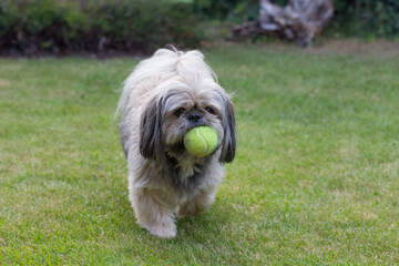 Pies shih tzu z piłką tenisową w pysku idzie po zielonej trawie