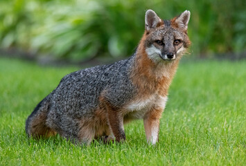 Gray fox outdoors in summer ready to move