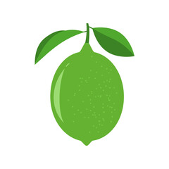 Vector illustration of a whole lime with leaves on a white background. Flat design. Icon, emblem or pictogram.