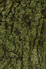 Moss green texture. Moss background. Green moss on grunge texture, background