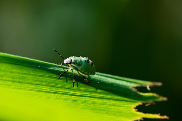 A green insect is crawling on a leaf. Blur the background. Closeup. Macro photography.