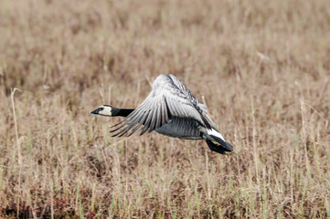 Barnacle Goose (Branta leucopsis) in Barents Sea coastal area, Russia