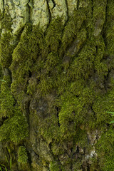 Moss green texture. Moss background. Green moss on grunge texture, background