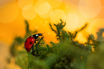 Obraz na płótnie Canvas A ladybug crawls on the grass. Sunset in the background.