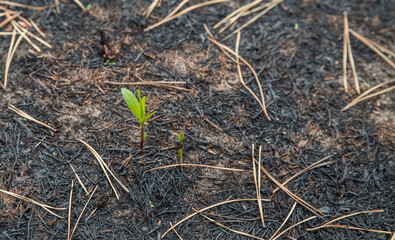 Small green sprout after a fire.