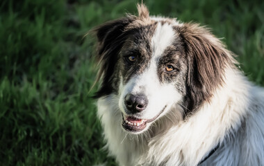 beautiful portrait of a shepherd dog