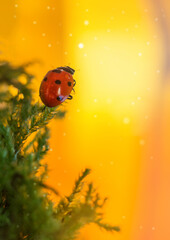 A ladybug sits on the grass and looks at the sunset