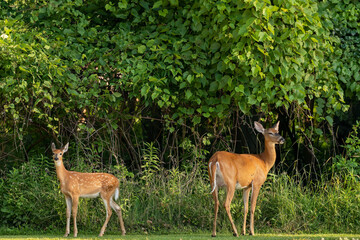 White -tailed deer, fawn and hind at the edge of the forest
