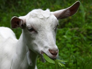 Domestic goats eat in the meadow in clear weather