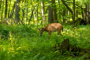 Young white tailed deer with growing antlers in velvet.Natural scene from Wisconsin.
