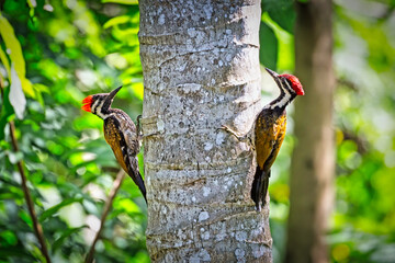 A pair of  Black-rumped flameback or lesser golden-backed woodpecker on a coconut tree in Kerala, India