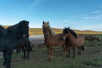 Obraz premium Icelandic horses near Krysuvik geothermal area