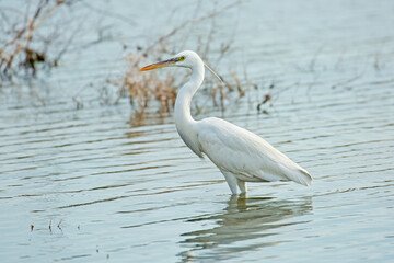 A Western Reef Heron or Egretta gularis looking for food in a waterlogged area in Bahrain