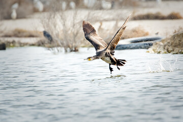Socotra Cormorant in flight (motion blurred image)
