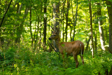 Young white tailed deer with growing antlers in velvet.Natural scene from Wisconsin.