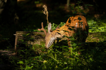 Young white tailed deer with growing antlers in velvet.Natural scene from Wisconsin.