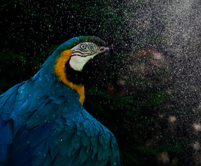 portrait of a macaw bathing 