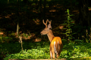 Young white tailed deer with growing antlers in velvet.Natural scene from Wisconsin.