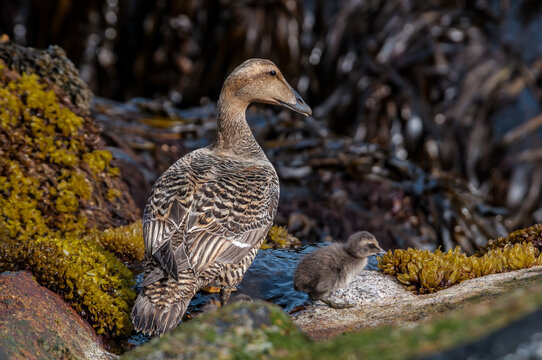 North Pacific Eider (Somateria mollissima v-nigrum) female with ducklings at Chowiet Island, Semidi Islands, Alaska, USA