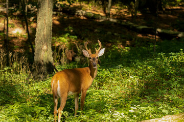Young white tailed deer with growing antlers in velvet.Natural scene from Wisconsin.