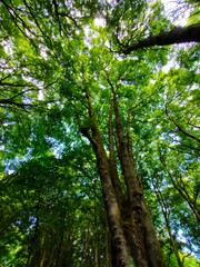 Fototapeta premium trees in the forest