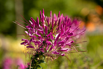 Spiders Flowers in the botanical garden