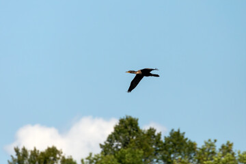 The Double-crested Cormorant in flight