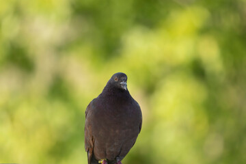 Domestic pigeon